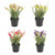 Potted Wild Flower 24cm (Assorted)