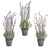 Potted Lavender 3Ast 46Cm from Country Baskets