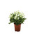 28cm Daisy Bush x6 Cream