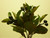 21cm Berry Bush x7 Black