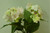 Hydrangea Bush Pink