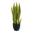Sansevieria Plant - 26 inch from Country Baskets