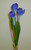 Crocus Spray x3 Purple