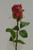 45cm Rose Hot Pink