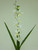 67cm Orchid Spray Cream