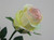 58cm Rose Bud Lt Green
