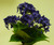 32cm Snowball Bush x5 Blue