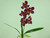 Cymbidium x5 W/Leaves Purple