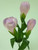 Pink Crocus Spray