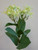 55cm Stephanotis Spray Lt Green