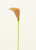 Sm Cala Lily Peach