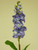 65cm Snapdragon Purple