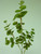 74cm Eucalyptus Spray x 3 Green