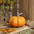 Pumpkin 15.5cm x 12cm Orange