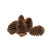 14-18cm Maritima Pine Cones  (x25) (1) 14-18cm Maritima Pine Cones  (x25) (1)