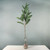 St Moritz pine spray 32"