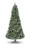 6ft Bristlecone Fir Tree 709Tips