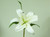 15" Casablanca Lily Cream