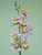 82cm Epicattleya Pink