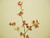 Maple Spray Red