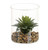 12cm Succulent in Glass Pot White