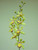 82cm Epicattleya Lt Green