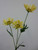 50cm Daisy x3 Yellow