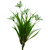 Snowdrop Bush w/Grass White