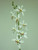 82cm Epicattleya Cream
