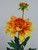 61cm Single Dahlia Orange