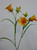 58cm Bell Flower Orange