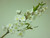 58cm Cherry Blossom Cream