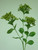 69cm Achillea Spray Lt Green