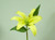 15" Casablanca Lily Yellow