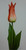 68cm Tulip Red