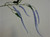111cm Amaranthus Spray x5 Lavender