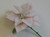 71cm Frosted Poinsettia Pink