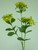 69cm Achillea Spray Yellow