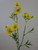 58cm Linum Spray Yellow