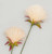 72cm PomPom Spray Cream