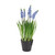 Muscari Potted - 25cm