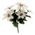 White Poinsettia Bush 