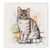 Coaster - Silver Tabby Cat