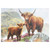 Highland Cow 1000Pc Jigsaw