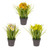 Potted Daffodils and Grass Assorted 3 Pack