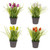 Potted Tulips and Grass 4 Assorted Designs