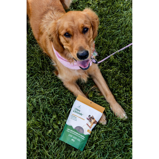 SierraSil Leaps & Bounds Soft Chews for Dogs - dog in grass