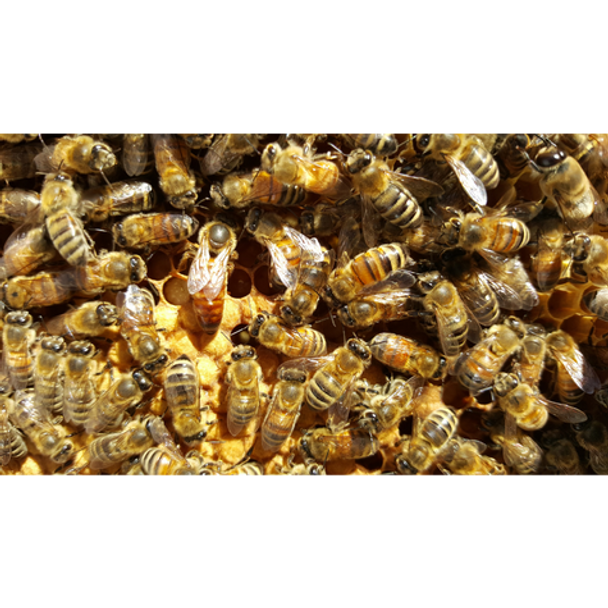 Reger Honey - Bees