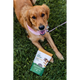 SierraSil Leaps & Bounds Soft Chews for Dogs - dog in grass