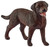 Schleich-S 13834 Figurine, 3 to 8 years, Labrador Retriever Female, Plastic [SKU: ORG7214745]